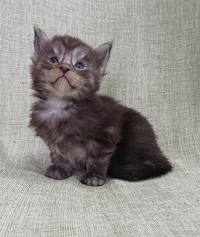 Maine Coon kocurek rodowód fpl
