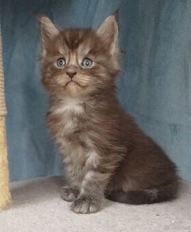 Maine Coon kocurek rodowód fpl