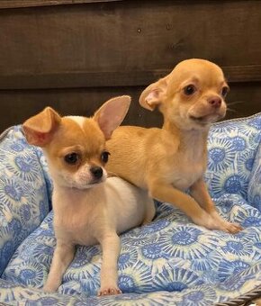 Dostępne są chihuahua z głową jabłoni.