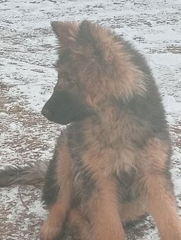 Sunia owczarek niemiecki długowłosy