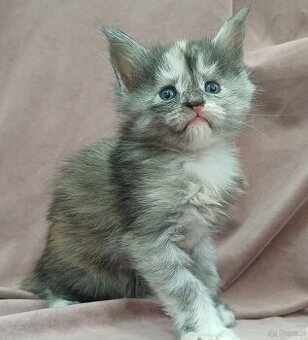 Maine Coon kotka rodowód fpl