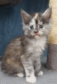 Maine Coon kotka rodowód fpl