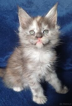 Maine Coon kotka rodowód fpl do hodowli