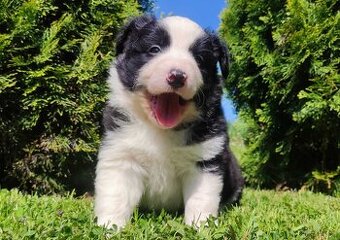 Rasowy pies, szczenię Border Collie z Hodowli, pełna dok.