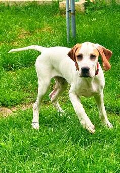 suczka rasy wyżeł angielski (english pointer)