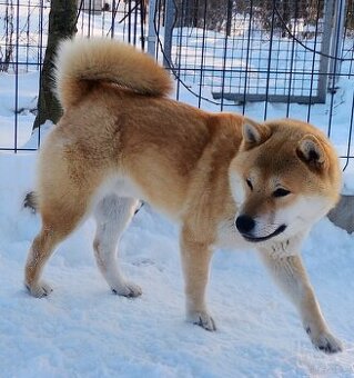 Shiba Inu, czerwony piesek