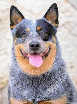 Australian cattel dog