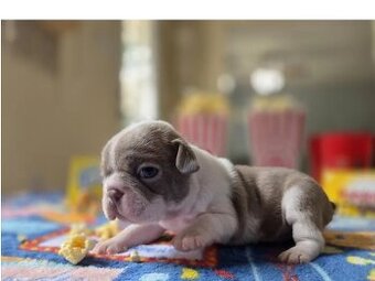 Buldog francuski za darmo