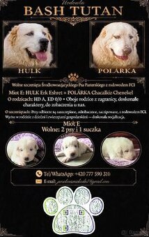 Szczenięta Owczarek środkowoazjatycki, Ałabaj