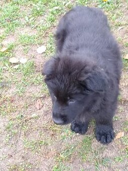 Owczarek niemiecki długowłosy