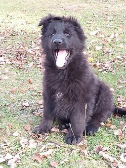 Owczarek niemiecki długowłosy