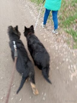 Owczarek niemiecki długowłosy