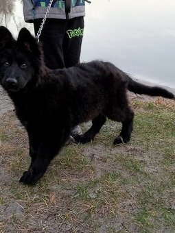 Owczarek niemiecki długowłosy