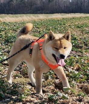 Shiba Inu, czerwony piesek mocno czernią przyprószony