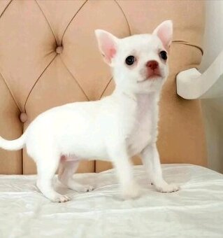 Szczenięta chihuahua do adopcji.