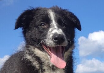 Piękna rasowa suczka BORDER COLLIE z pełną dok. przebadani r
