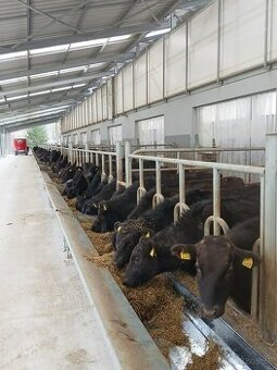 Sprzedaż żywego bydła Wagyu – do hodowli i na mięso | Słowac