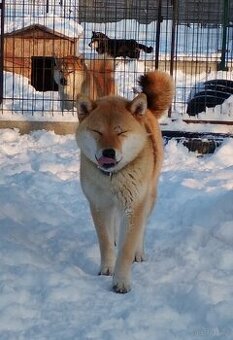 Shiba Inu czerwona, mała suczka o wielkim serduszku
