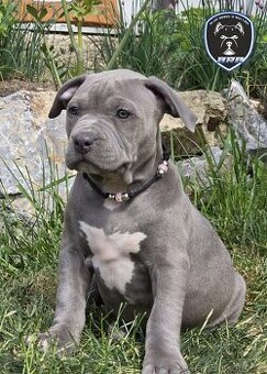 Kobieta American Bully XL ABKC register