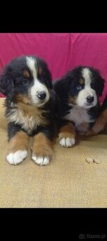 Szczeniaki Berneński Pies Pasterski