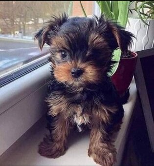 Szczenięta Yorkshire do adopcji.