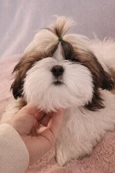 Piesek Shih Tzu