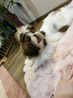 Piesek Shih Tzu
