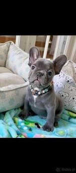 Szczenięta buldoga francuskiego do adopcji.