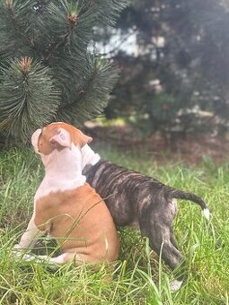 Szczenięta amstaff
