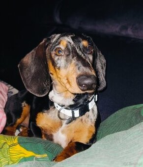 Jamnik miniatura merle