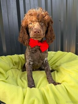 piesek pudel średni