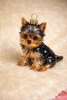 Sprzedam szczeniaki york terrier 1 pieska