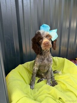 suczka pudel średni