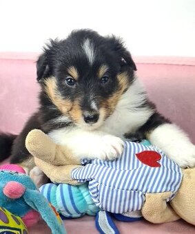 Owczarek szetlandzki sheltie