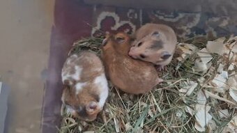 Chomiki Syryjskie 4 tygodniowe