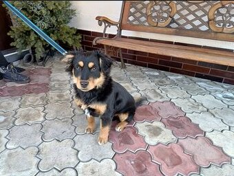 Oddam młodego psa rasy owczarek