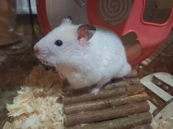 Chomik syryjski samiec Dorosły 4 miesięczny