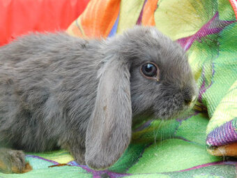 Niebieskie baranki mini lop