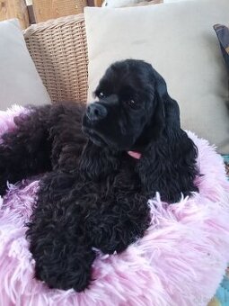 Cocker spaniel american/PP fci