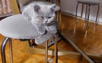 Kotki brytyjskie rodowód FPL