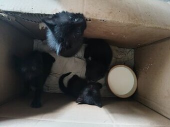 Oddam za darmo kocięta w dobre ręce