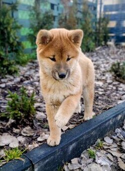 Shiba