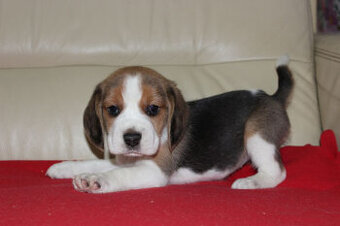 Beagle - szczeniaczki ZKwP