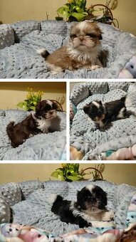 Shih-tzu małe rozrabiaki