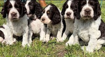 Springer Spaniel Angielski