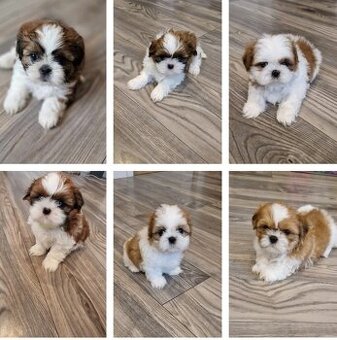 Sprzedam śliczne pieski rasy Shih-tzu