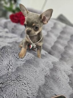 Piesek chihuahua liliowy