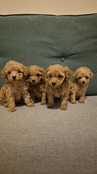 Zarejestrowany pudel toy