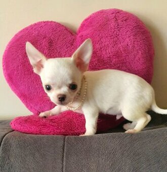 Chihuahua śliczne białe pieski