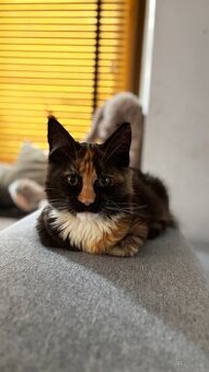 Maine Coon kotka Hermiona